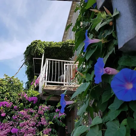 Miso Apartment Cavtat